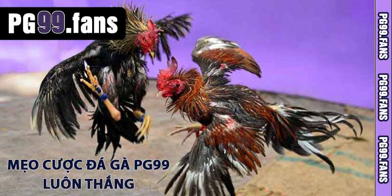 Đá Gà PG99 - Sân Chơi Dành Cho Người Yêu Thích Chiến Kê 2025 3 Mẹo cược đá gà PG99 luôn thắng