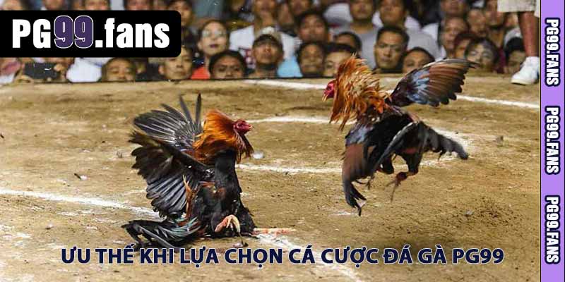Đá Gà PG99 - Sân Chơi Dành Cho Người Yêu Thích Chiến Kê 2025 4 ưu thế khi lựa chọn cá cược đá gà pg99